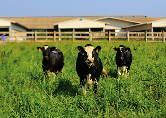 Hình ảnh trang trại hữu cơ