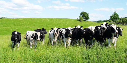 Hình ảnh chăm sóc bò