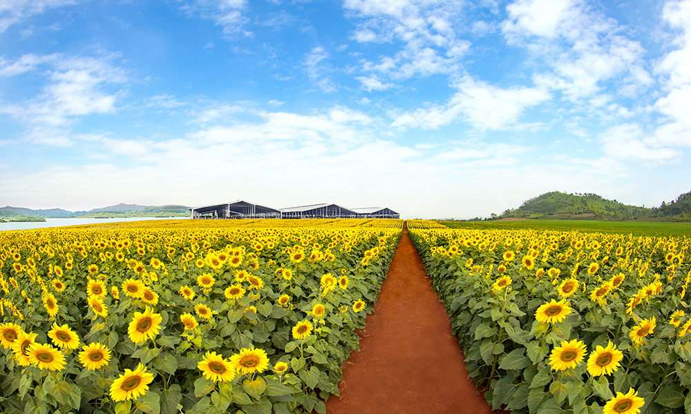 th-sunflower-field