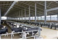 Fresh milk for Vietnamese: From aspiration to reality.