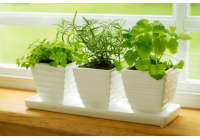 Green office for more beautiful life