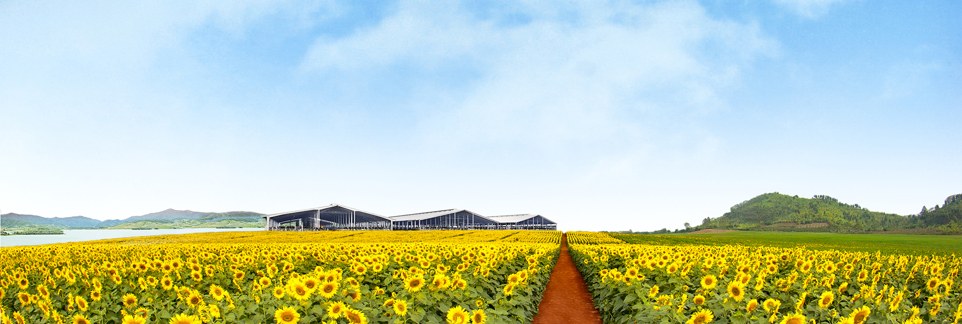 banner_th-milk-canh-dong-huong-duong