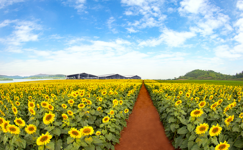 Tour program to visit TH farm and dairy factory