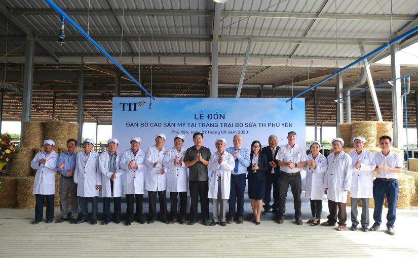 Trang trại TH tại Phú Yên đón đàn bò sữa cao sản thuần chủng đầu tiên